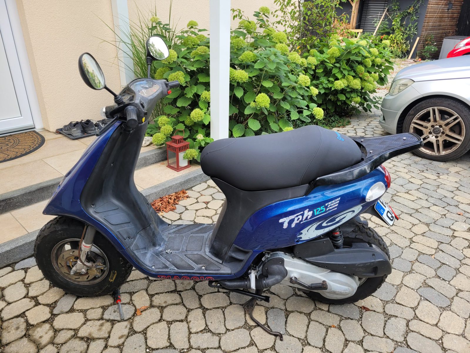 Blaue Sau